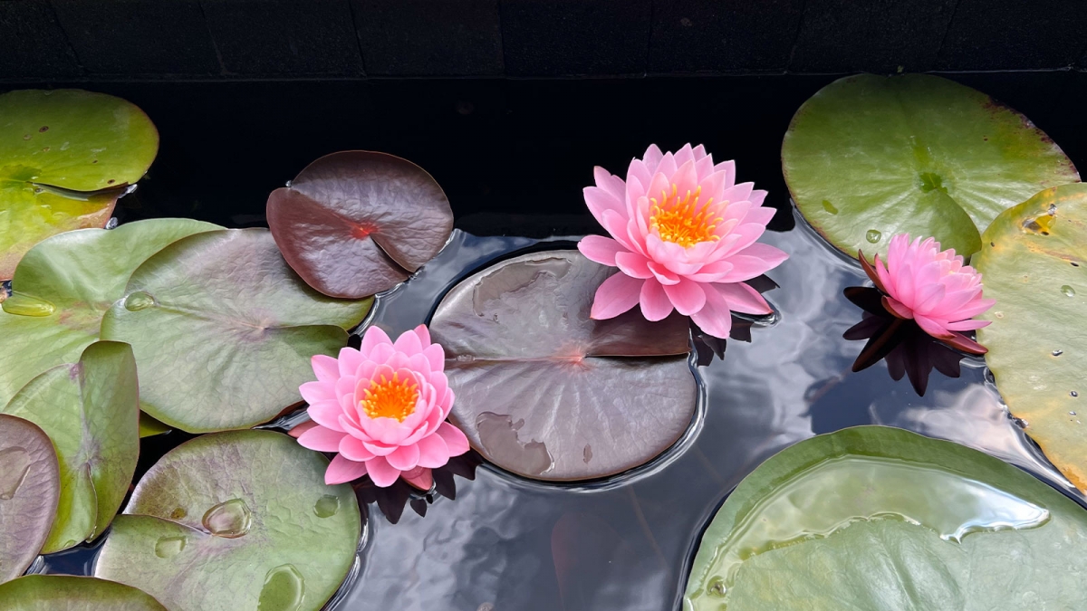 Flowers